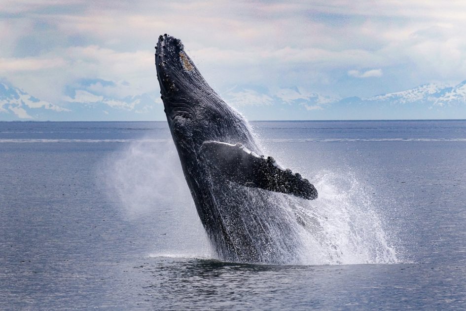 The Mystery of Alaska's Disappearing Whales