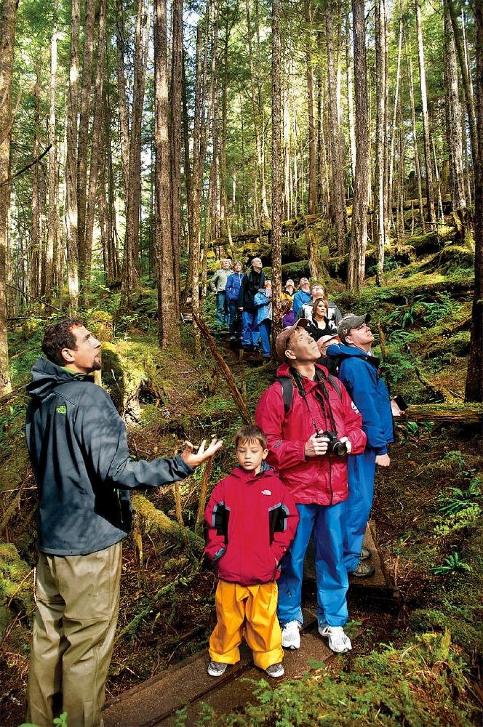 Take a guided walk through an old growth rainforest and marvel at the massive trees