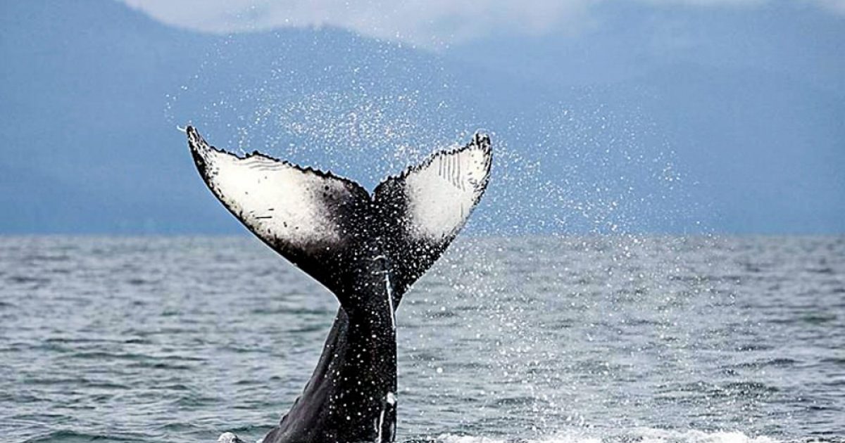 Whale Watching Adventure | Listen To Whales Speak | ALASKA.ORG