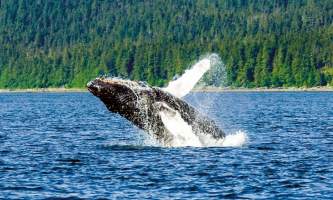 Whale watching adventure whale1 Alaska Travel Adventures