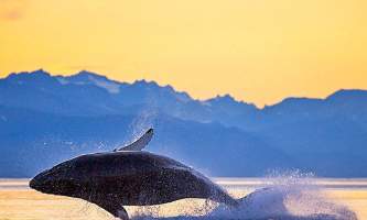 Whale watching adventure whale2 Alaska Travel Adventures