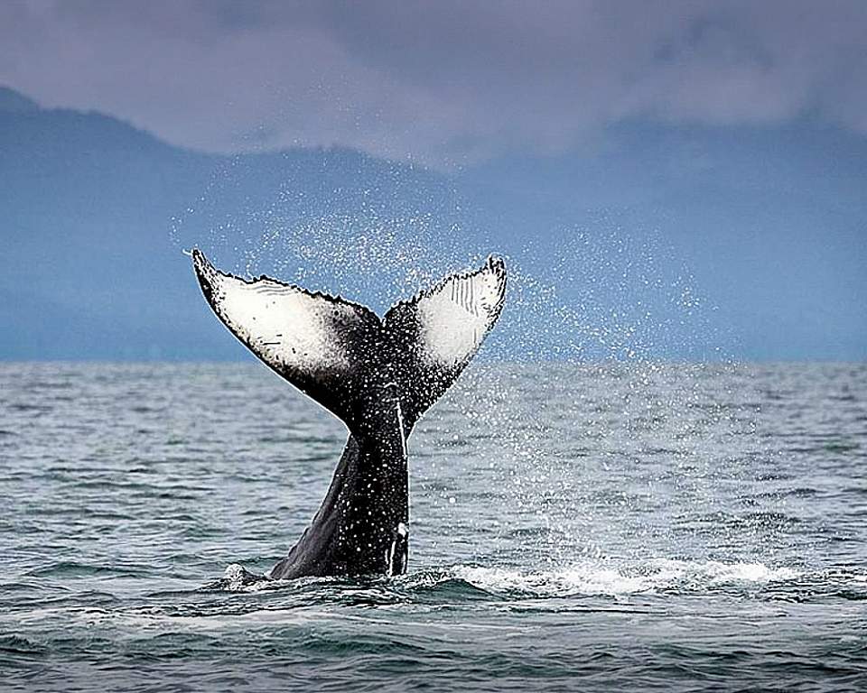 Humpback whales arrive in Juneau each summer to feed in the nutrient rich waters