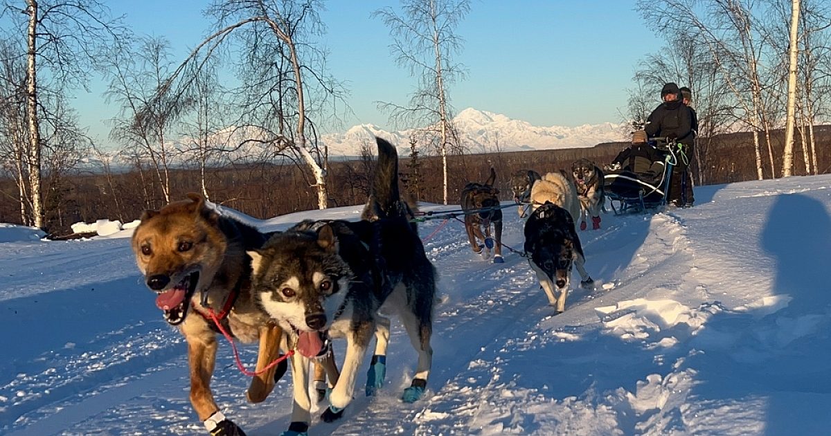 Talkeetna Dog Mushing
