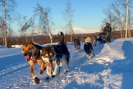 Alaska Wild Guides: Denali View Snowmobiling & Dog Sledding