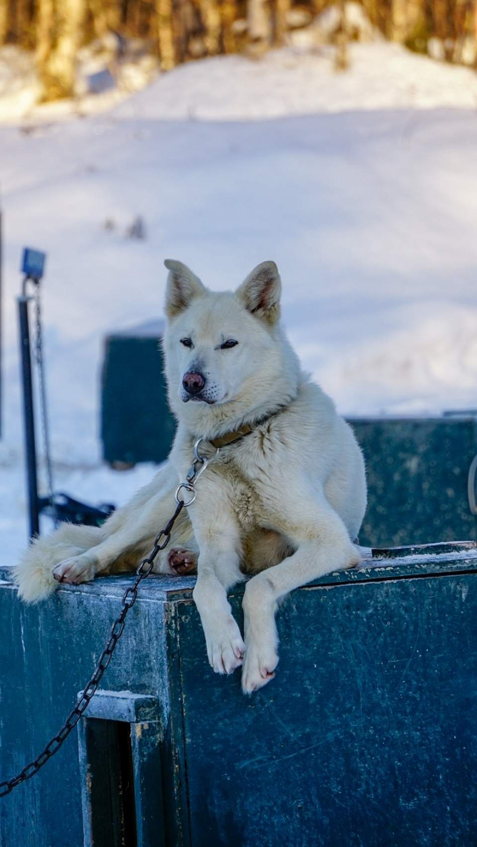 Happy Husky at Battle Dawgs racing Kennel in Talkeetna