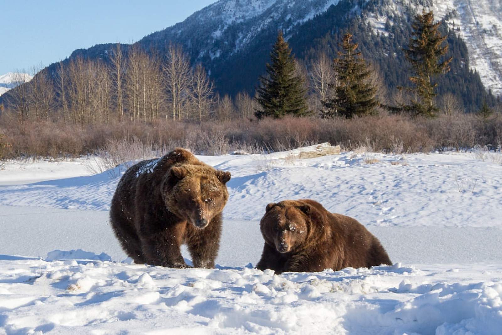 Alaska Wildlife Conservation Center Portage ALASKA ORG Alaska Wildlife Conservation Center Portage ALASKA ORG