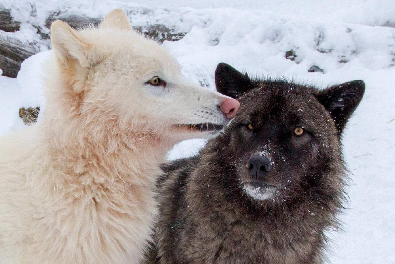 Wolves - Alaska Wildlife Conservation Center