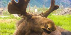 AK Wildlife Conservation Ctr BG Moose2019