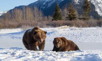 2017 AWCC Bear Brown Winter 102019