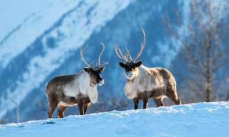 2017 AWCC Reindeer 62019