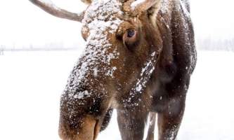 2017 AWCC Winter Bull Moose Tok362019