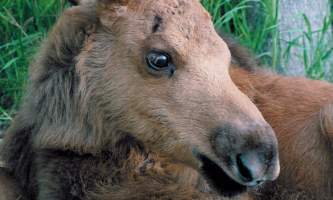 AK Wildlife Conservation Ctr AWCC 222019