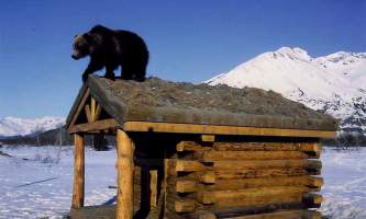 AK Wildlife Conservation Ctr AWCC 282019