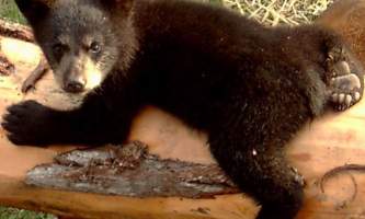 AK Wildlife Conservation Ctr AWCC 472019