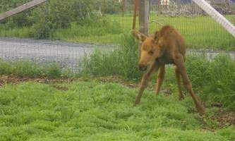 AK Wildlife Conservation Ctr Baby Moose 32019