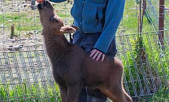 AK Wildlife Conservation Ctr Moose Calf III2019