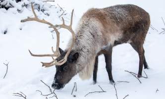 AWCC Reindeer Lg File Dec 12 2018 4 alaska untitled