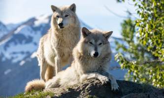 AWCC Wolves Bri Deshka by Doug Lindstrand 2 alaska untitled