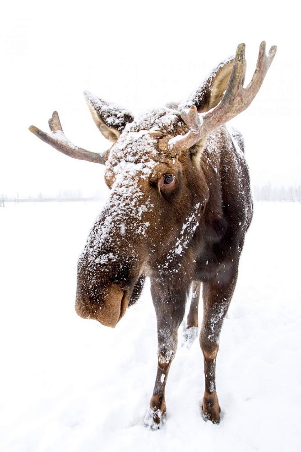 Alaska Wildlife Conservation Center