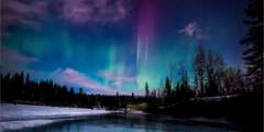 Alaska Wildlife Guide: Northern Lights & Chena Hot Springs Tour