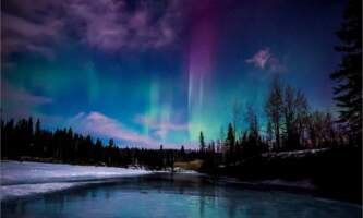 Alaska Wildlife Guide CHS1 Kyle