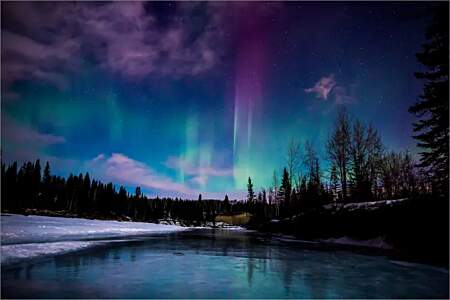 Alaska Wildlife Guide: Northern Lights & Chena Hot Springs Tour