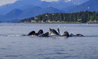 Alaska Yacht Charters IMG 1068 Max Stanley