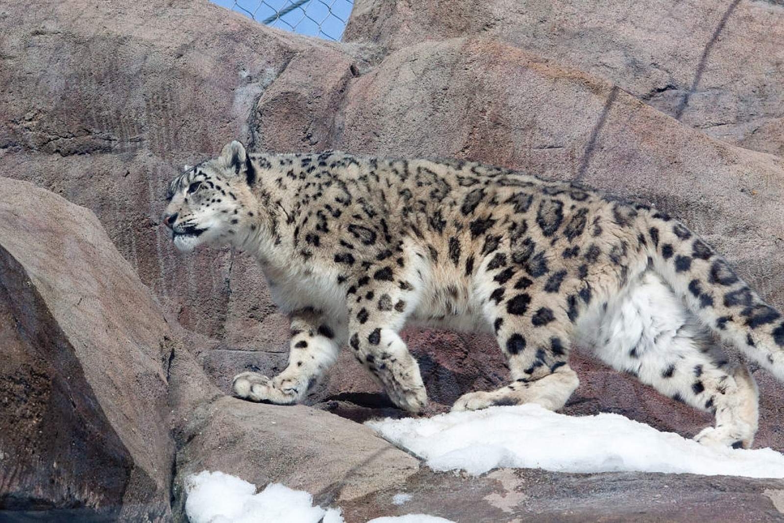 Alaska Zoo | Anchorage Attractions & Things To Do 