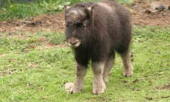 Alaska Zoo John Gomes mya2019