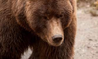 Brown Bears 674719117 img 66312019