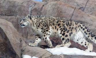 Snow Leopard 816185456 mar21 38892019