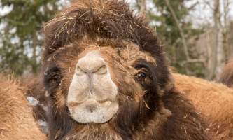 Alaska zoo 2016 john gomes B Camel2019
