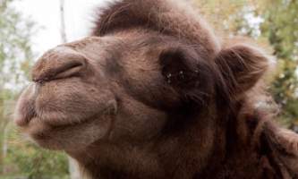 Alaska zoo 2016 john gomes B Camel22019