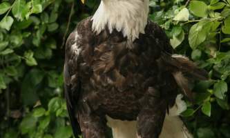 Alaska zoo 2016 john gomes Bald Eagle22019