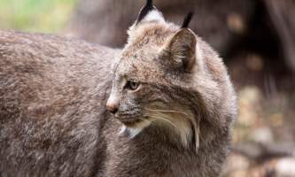 Alaska zoo 2016 john gomes Canada Lynx2019