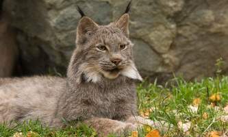 Alaska zoo 2016 john gomes Canada Lynx22019