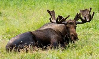 Alaska zoo 2016 john gomes Moose2019