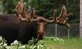 Alaska zoo 2016 john gomes Moose22019