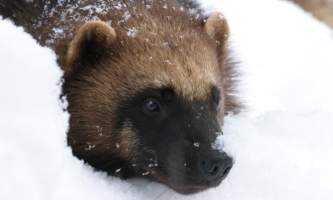 Alaska zoo 2016 john gomes Wolverine2019