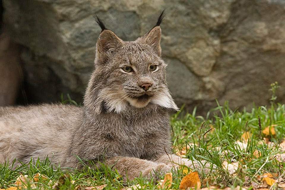 See Alaska's wildlife up close at the Alaska Zoo, which focuses on education and wildlife rehabilitation