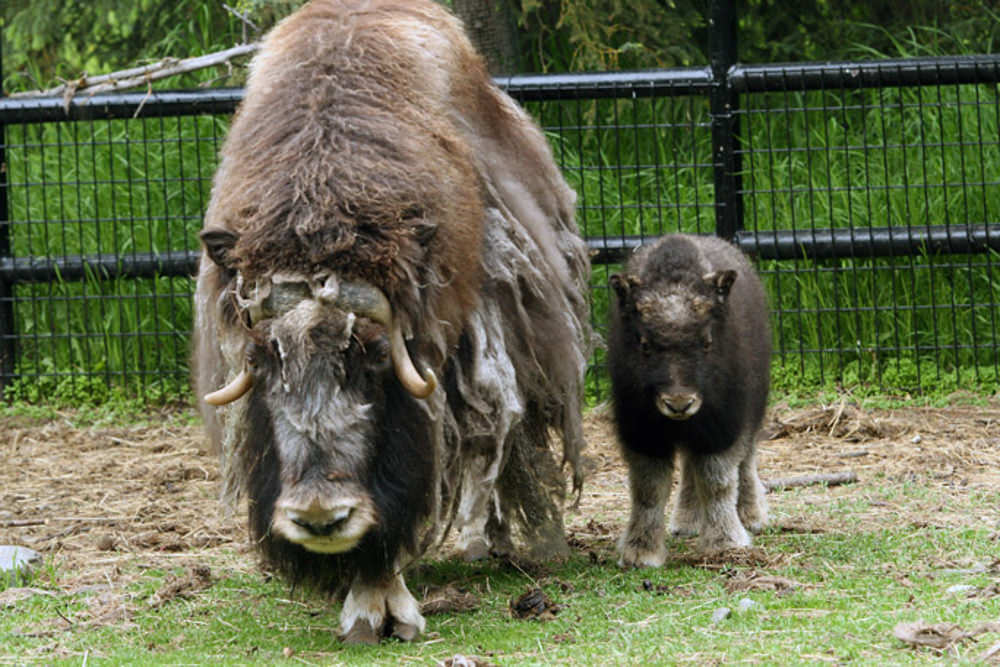 A Musx Ox and it's baby grazing