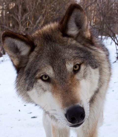 Grey Wolf