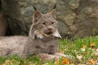 Alaska alaska zoo 2016 john gomes Canada Lynx2 for bob to edit edited advertiser inlines by larry