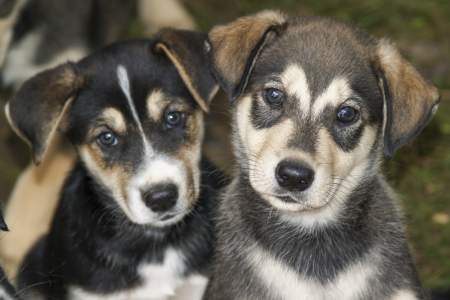 Sled Dog Adventure & Musher’s Camp