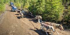 Alaskan Husky Adventures