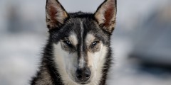 Alpine Air Alaska – Seward Dog Sledding