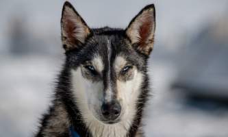 Alpine air dog sledding Alpine Air Dog Sledding Husky Portrait PC Taylor Hutchins2019