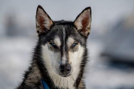 Alpine Air Alaska – Seward Dog Sledding