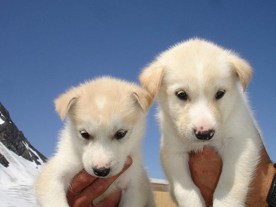 Fly to a remote glacier camp where you'll mush across the snow, and meet sled dogs in training!