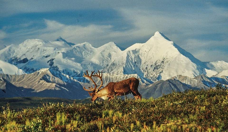 A tour on the Park Road is the best chance to see Alaska's Big 5; bears, moose, caribou, dall sheep, and wolves.